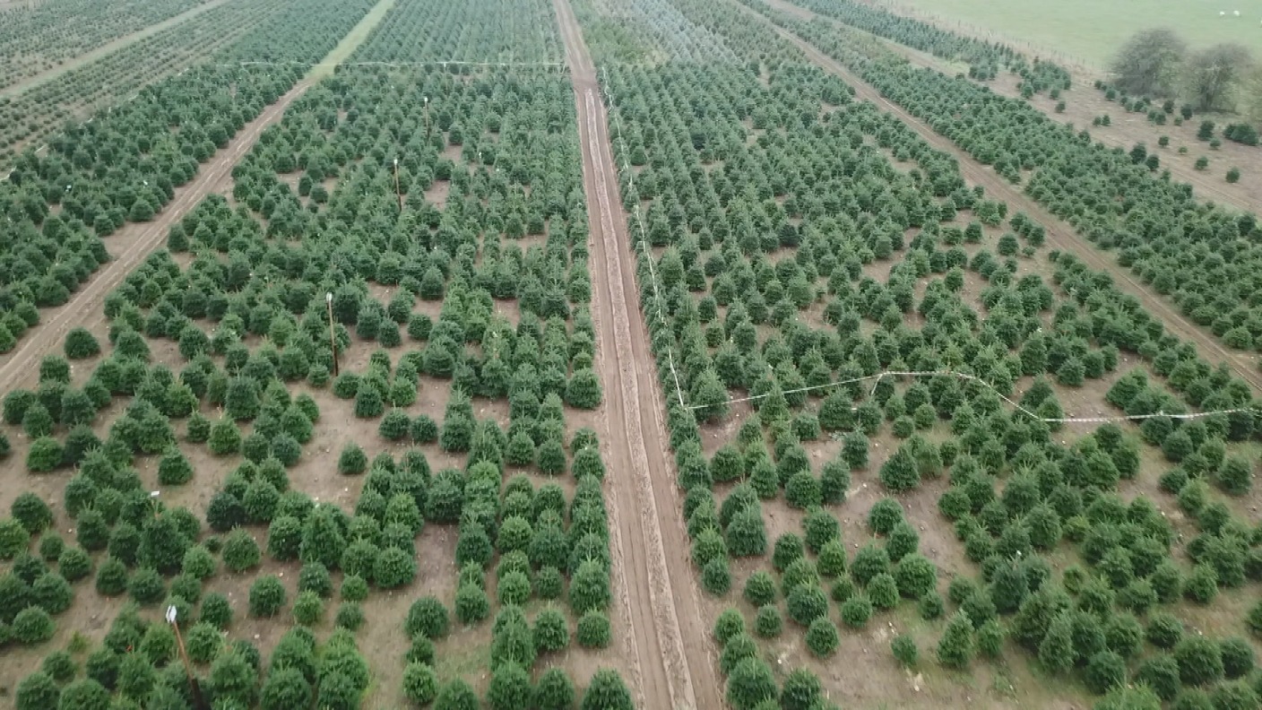 Thousands of Christmas trees ready for harvest in Northamptonshire ...
