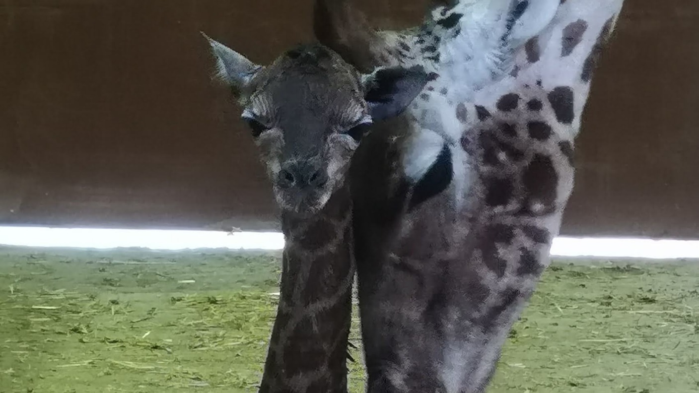 Baby giraffe born in North Yorkshire | ITV News Tyne Tees