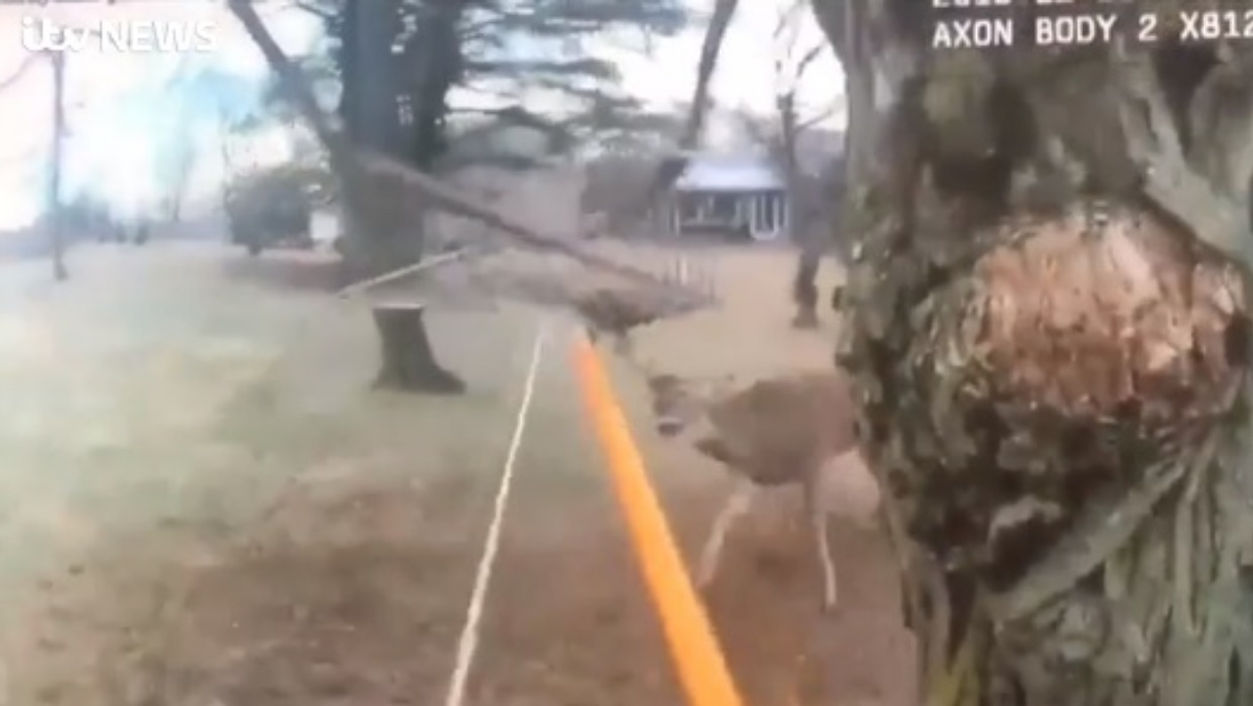 Missouri officers discover how to free a deer trapped in a hammock ...