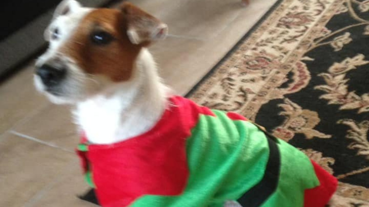 Dog stolen before Christmas turns up safe 100 miles away from home