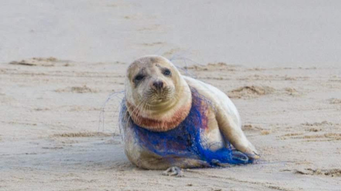 Distressing image shows another seal suffering from effects of plastic pollution on Norfolk coast | ITV News Anglia