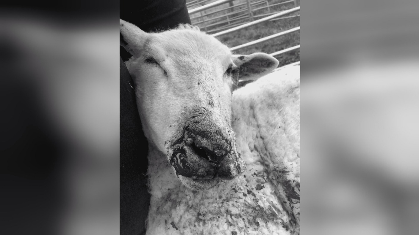 Dog attack leaves sheep with serious injuries in Oxfordshire | ITV News ...