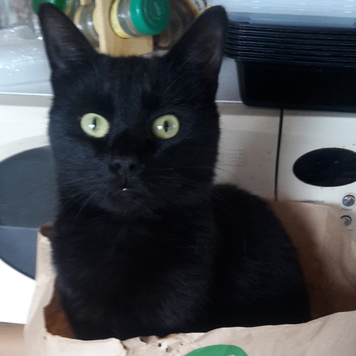 Warning After Family S Sixth Cat In Five Years Dies From Antifreeze Poisoning Central Itv News