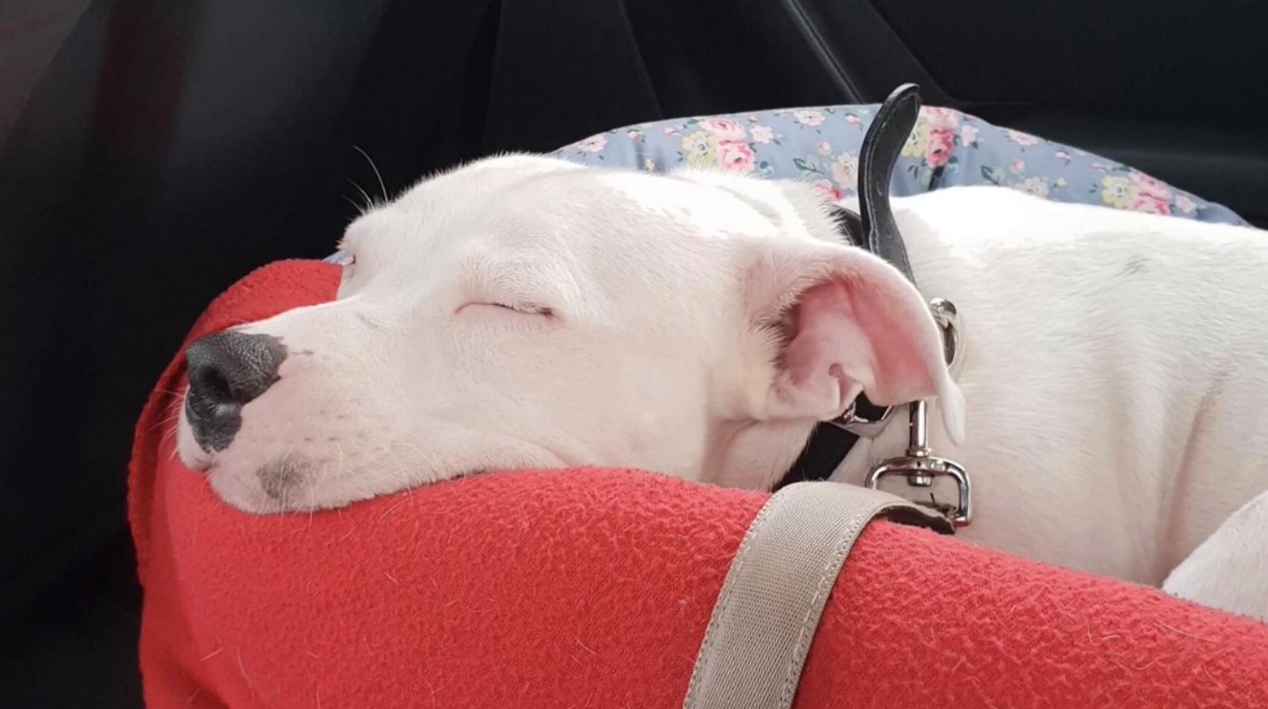 staffy separation anxiety