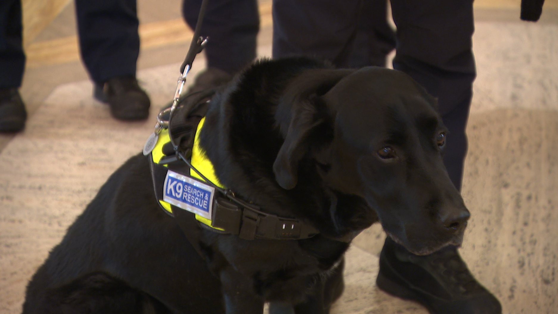 Northern Ireland search and rescue team describe 'phenomenal' work of ...