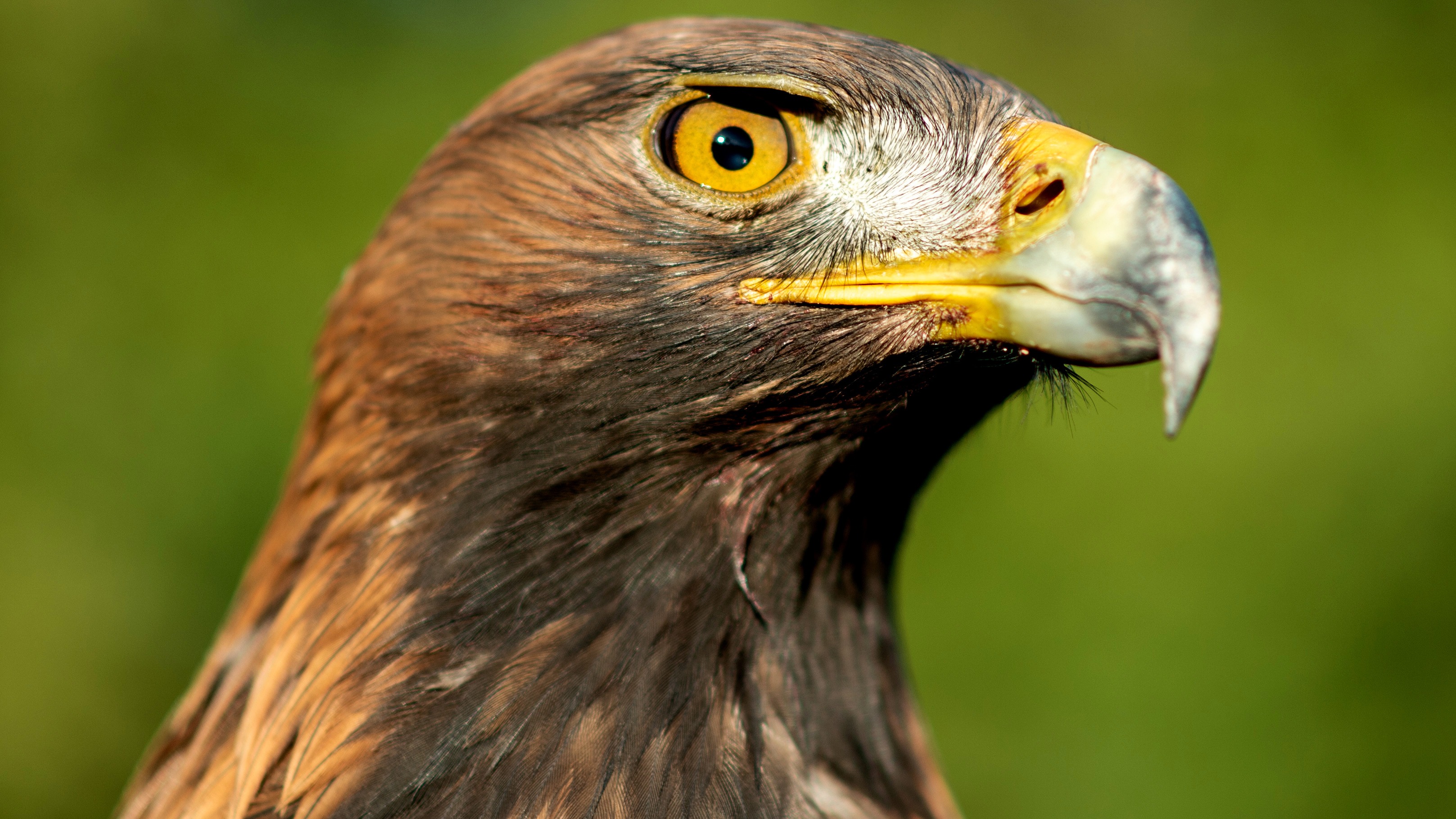 Golden eagles could return to Wales after 200 years if