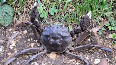 Invasive Chinese mitten crabs the size of dinner plates spotted in UK