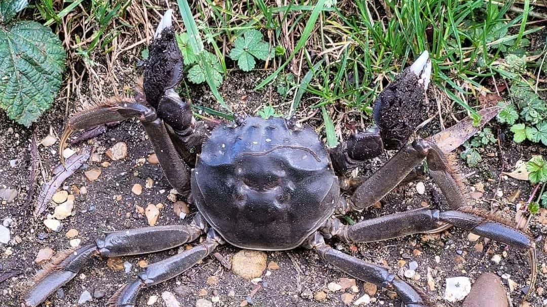 Invasive Chinese mitten crabs the size of dinner plates spotted in UK
