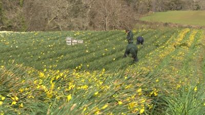280921 DAFFODIL FARM IN TRURO. ITV
