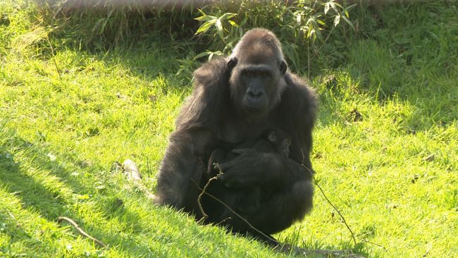 Gorilla at Durrell. Credit ITV Channel TV
