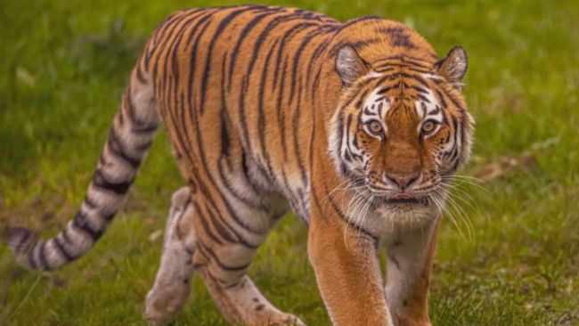 Tiger at Yorkshire Wildlife Park near Doncaster.