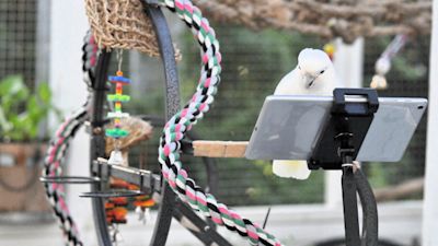 The Unioversity workjed with parrot rtainers in Florida