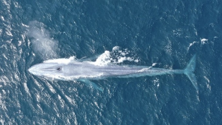 Belfast man captures second rare blue whale sighting in weeks | UTV ...