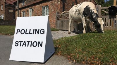 A cow at Harrogate polling station