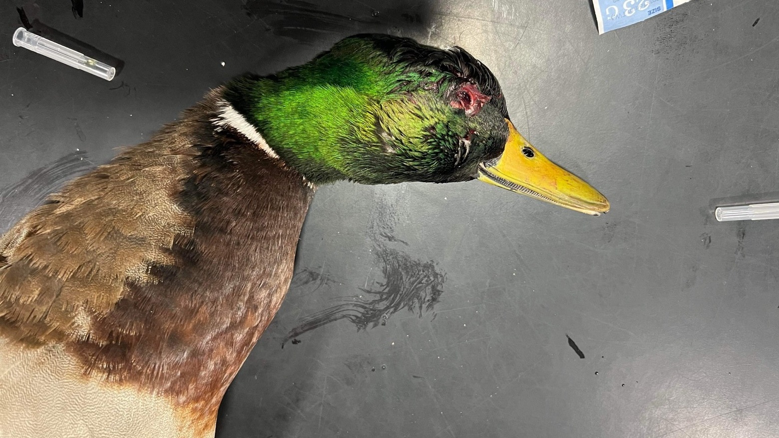 rspca-appeal-after-duck-shot-by-12-year-old-boy-with-slingshot-in