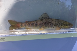 Fish rescue carried out after part of Peak District river dries up ...