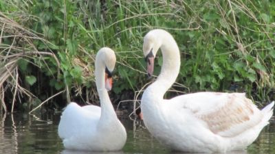 Two Mute Swans in Salford's docks