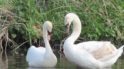 Two Mute Swans in Salford's docks