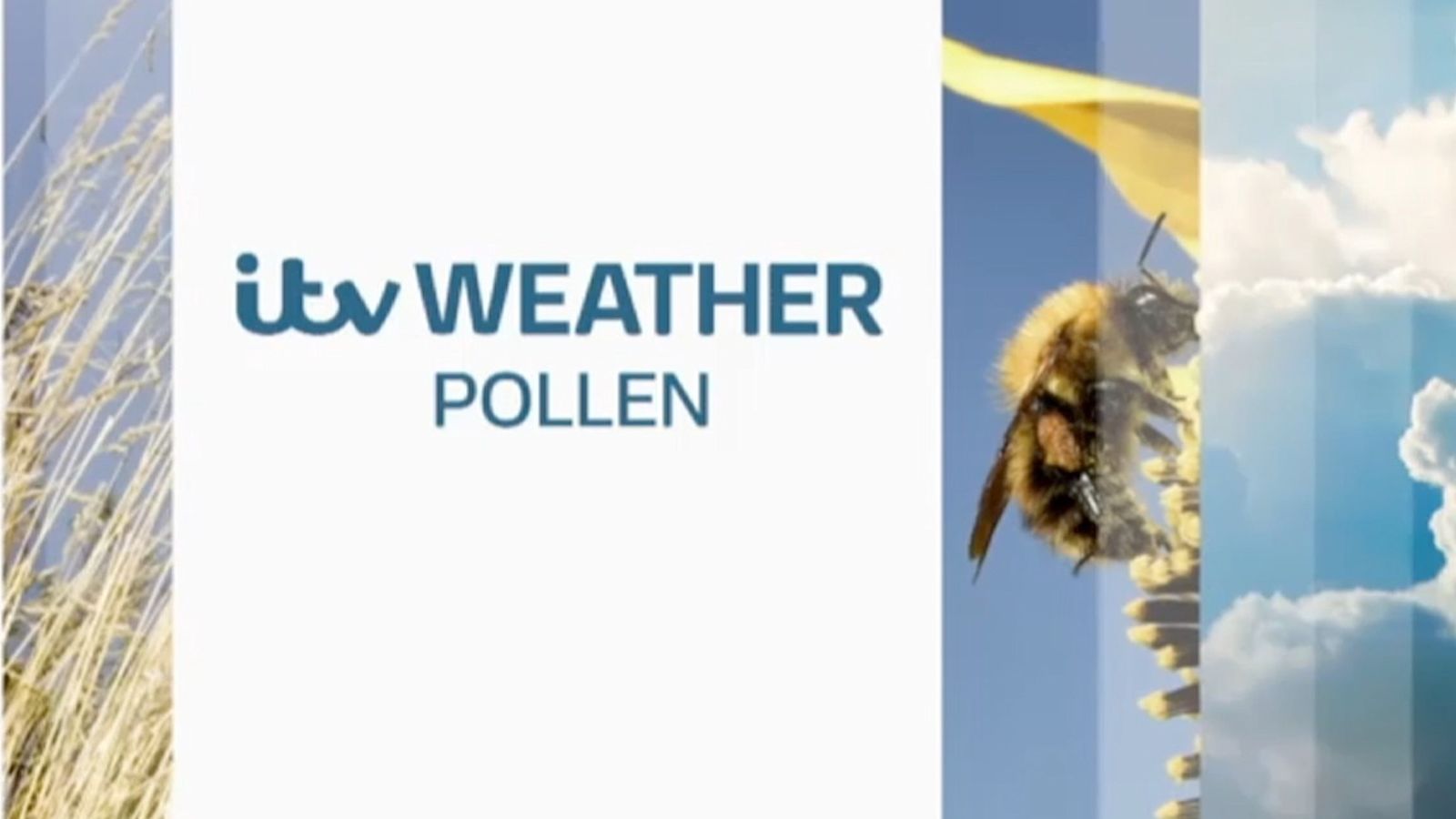 Your Pollen forecast for the Midlands | ITV News Central
