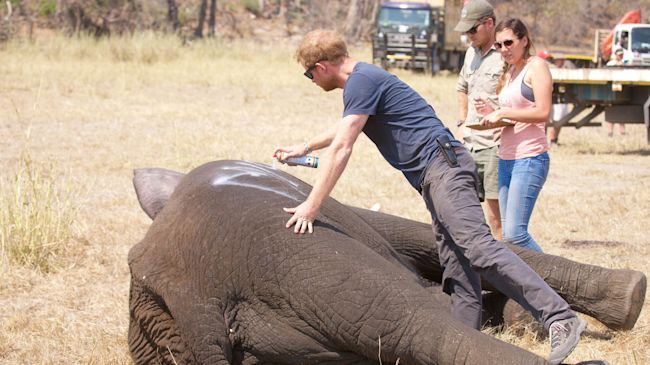 Prince Harry steps down from controversial African wildlife charity ahead of UK move | ITV News