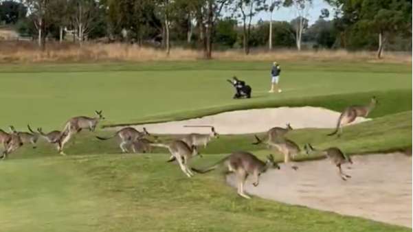 'Fair dinkum stampede': Mob of kangaroos bounce across Australian golf course