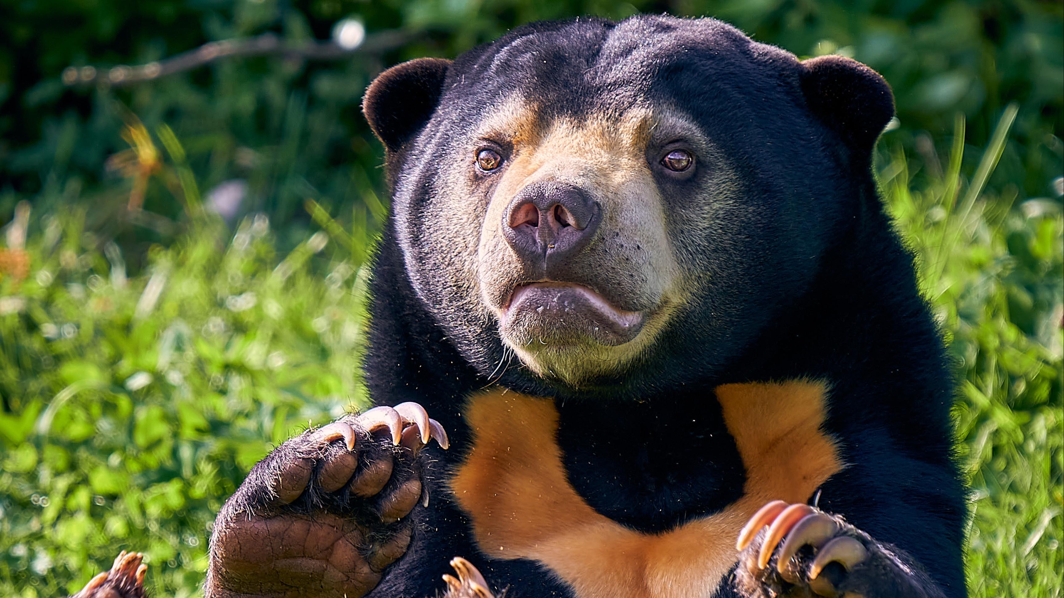 I Love Bears Waving Brown Bear T-Shirt