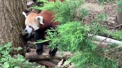 Bristol Zoo Welcomes New Red Panda Shifumi To Its Collection Itv News West Country Bristol Zoo Welcomes New Red Panda Shifumi To Its Collection Itv News West Country