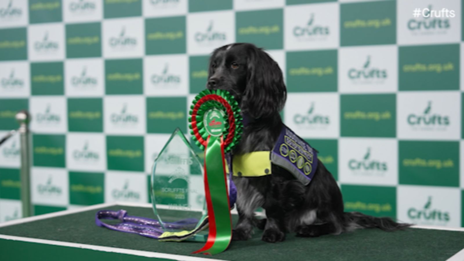 Scruffts Kent assistance dog wins Family Cross-breed of the Year title at this ...