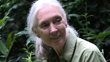 Jane Goodall, chimpanzee expert and leading conservationist, has died aged 91