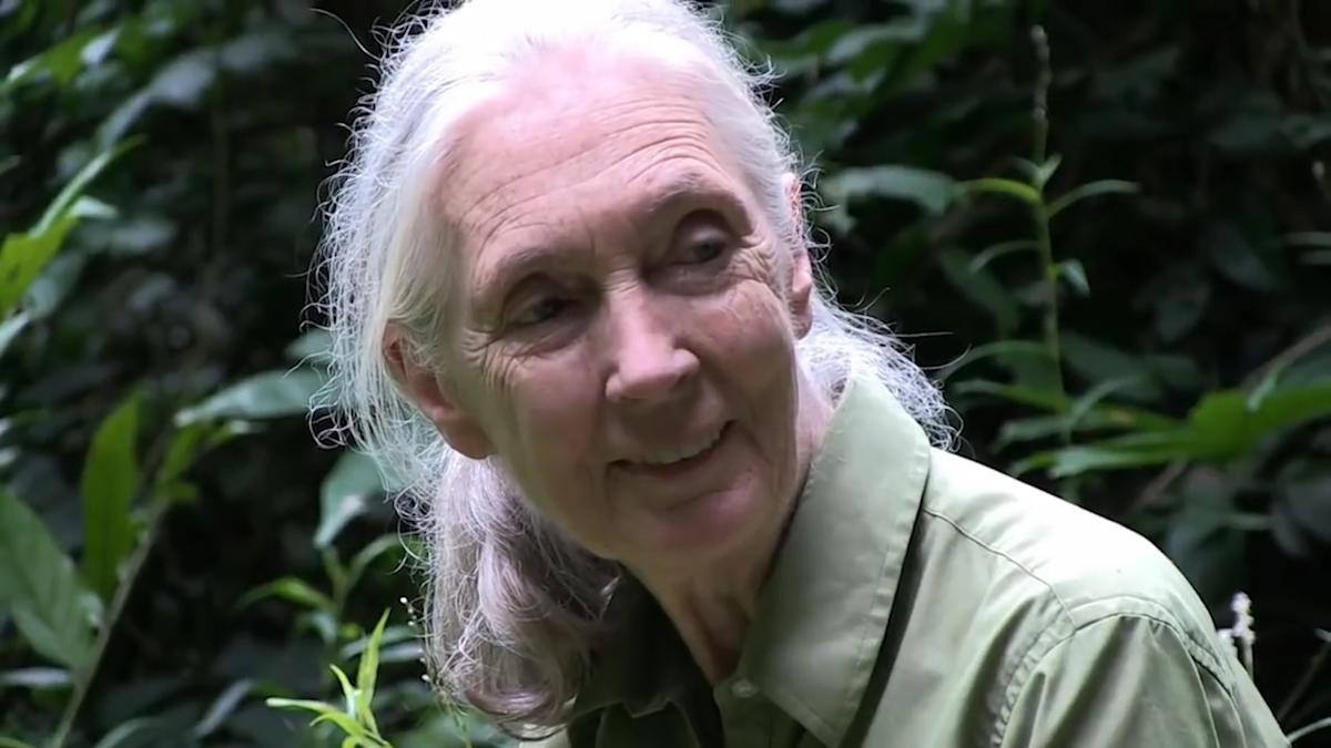 Gs Goodall Jane Goodall, chimpanzee expert and leading conservationist, has died ...