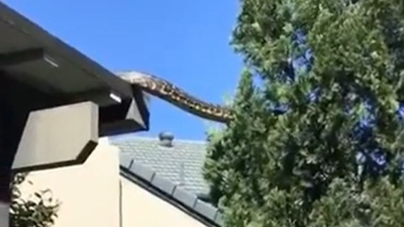 'Only in Australia' Five metrelong carpet snake filmed interrupting