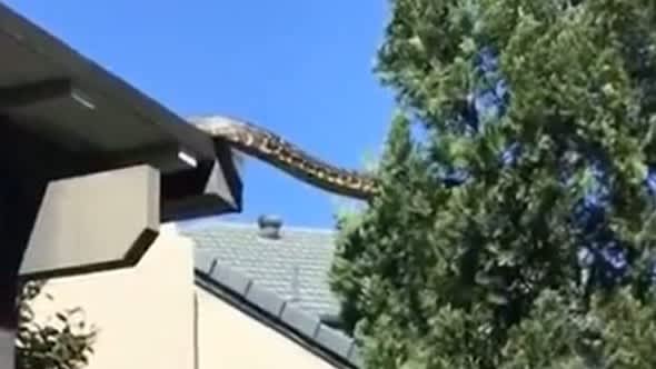 Five metre-long carpet snake interrupts family lunch in Australia
