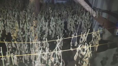Cannabis farm found by Lincolnshire Police