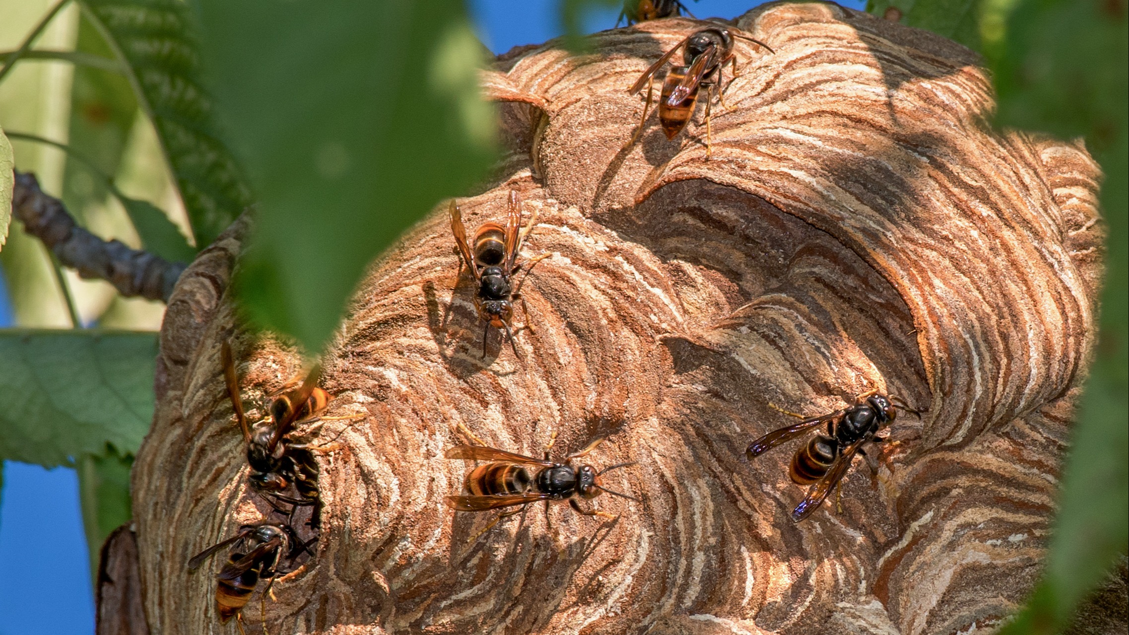Giant Hornets Nest
