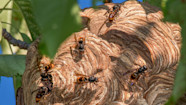 Warning As Two Asian Hornet Nests Found In Jersey ITV News Channel