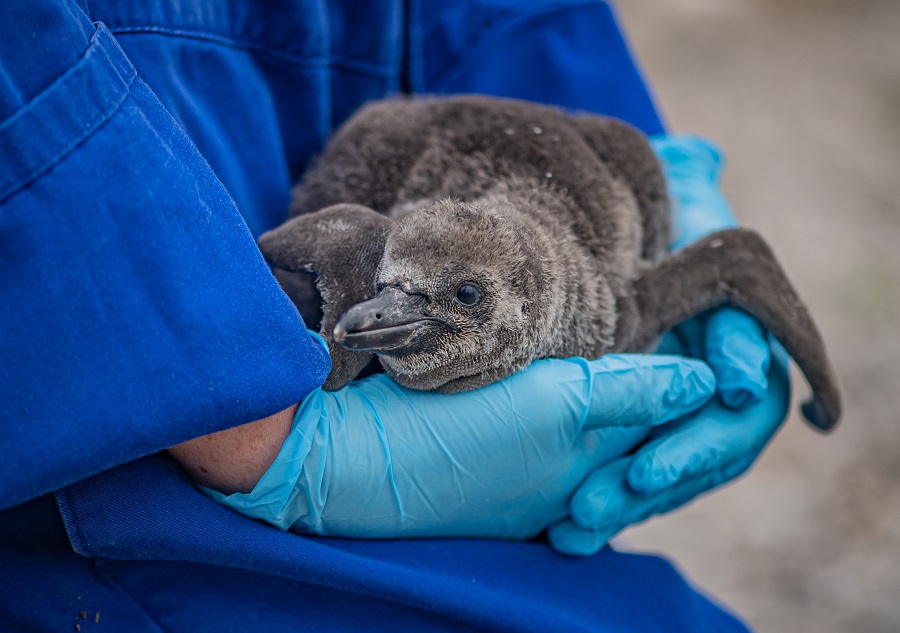 Chester Zoo keepers name nine freshly hatched Humboldt penguins after