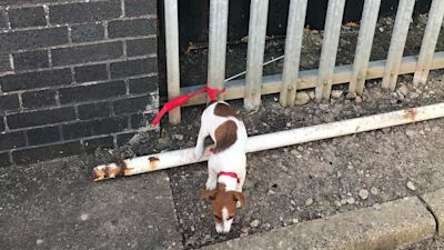 Abandoned dog RSPCA