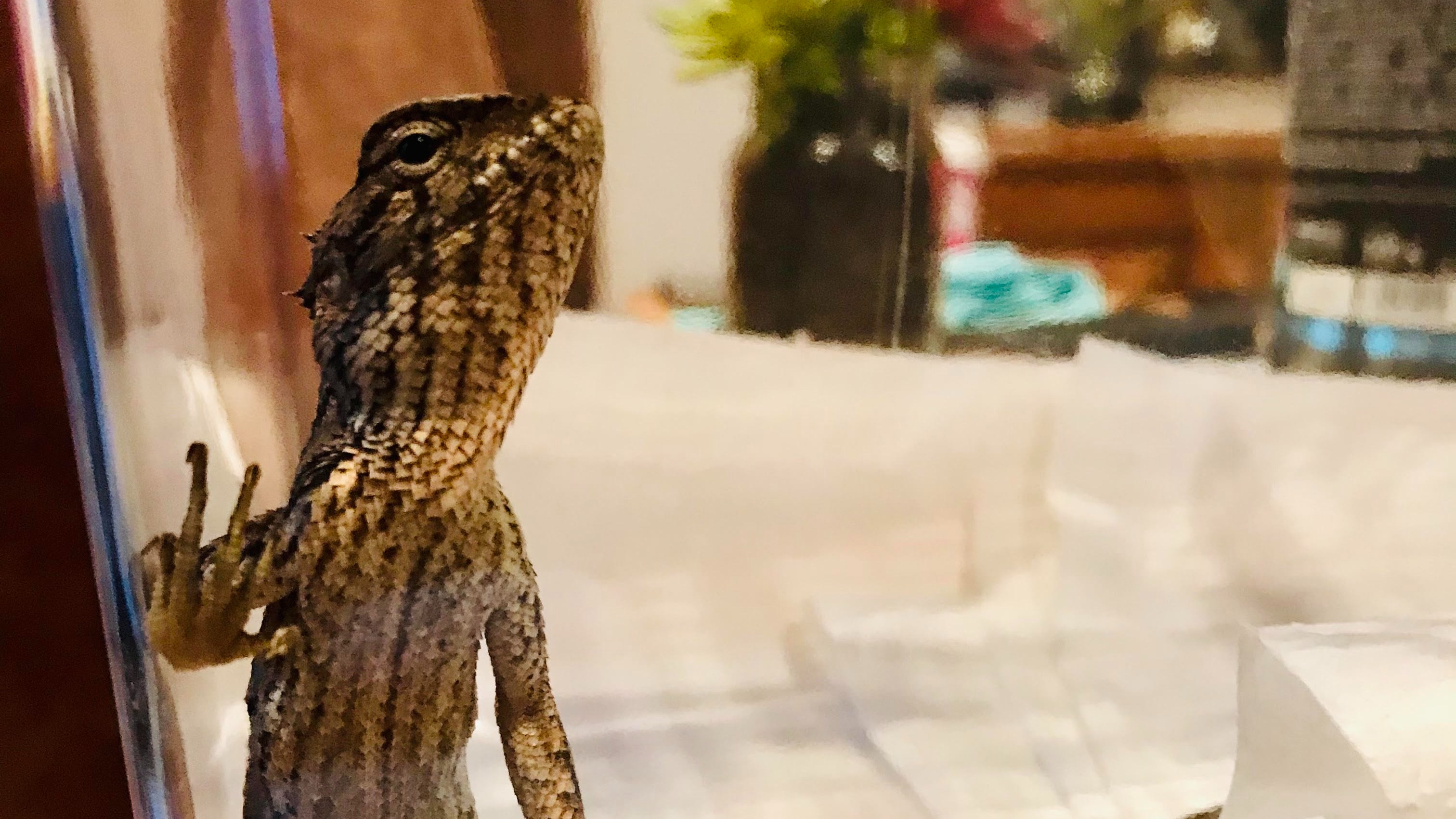 Indian Lizard Found In West Yorkshire Garden After Traveling In Shipment Of Stones Itv News Calendar