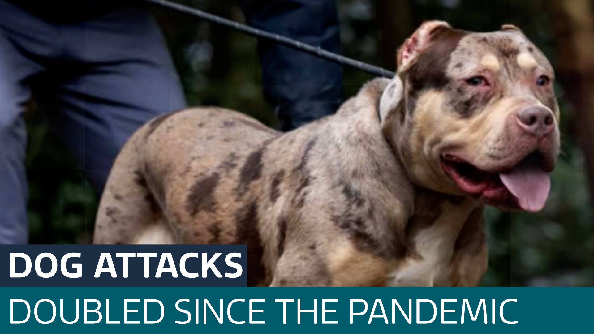 New figures show dog bite injuries have almost doubled since the pandemic - Latest From ITV News