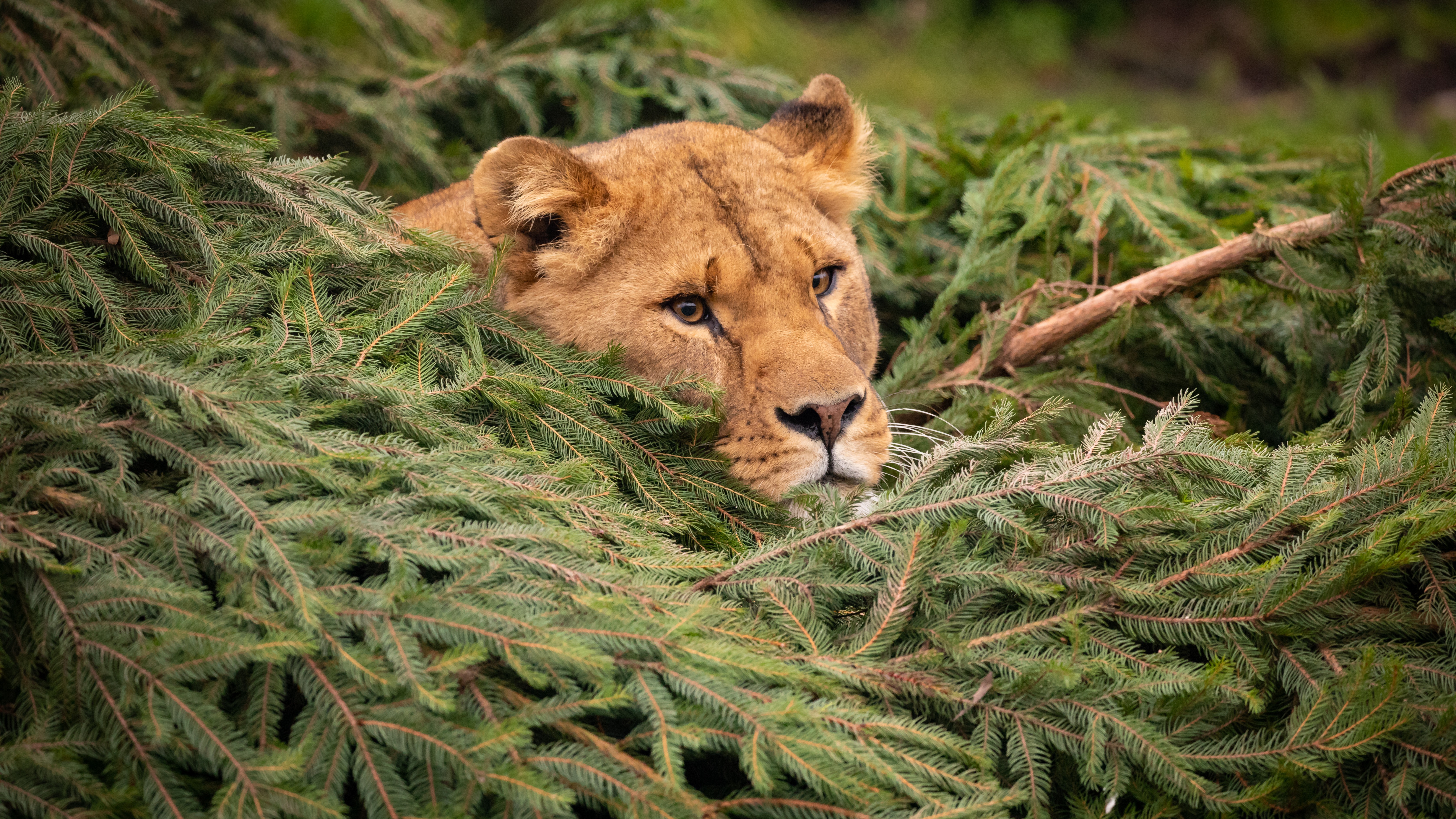 Knowsley safari park finds a unique way to recycle Christmas trees ITV News Granada