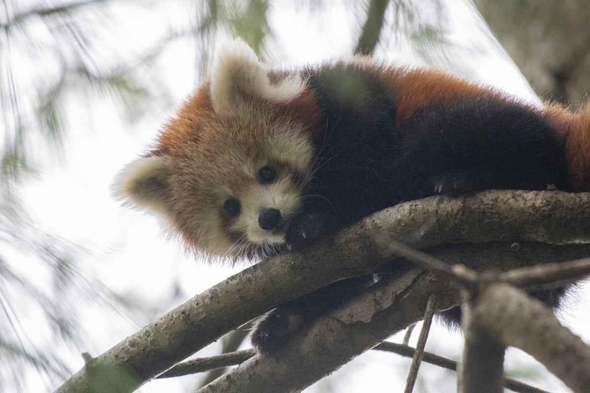 Adorable New Pictures Of Red Panda Cubs At Paignton Zoo Itv News West Country