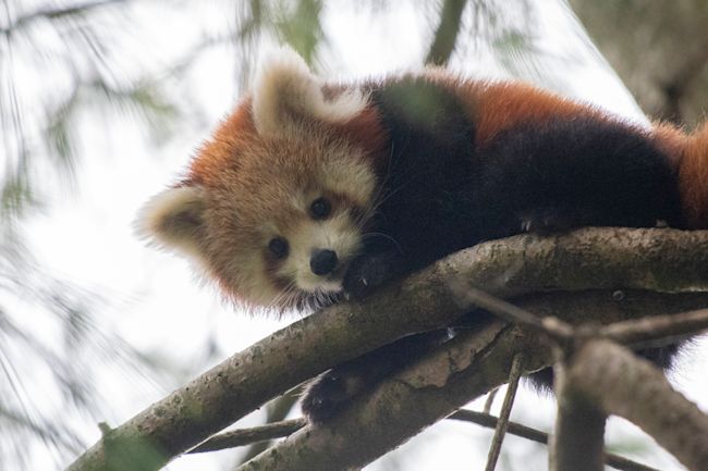 Adorable New Pictures Of Red Panda Cubs At Paignton Zoo Itv News West Country Adorable New Pictures Of Red Panda Cubs At Paignton Zoo Itv News West Country