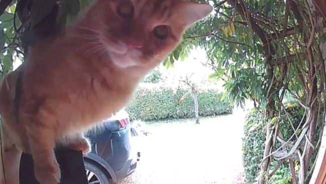 doorbell cat