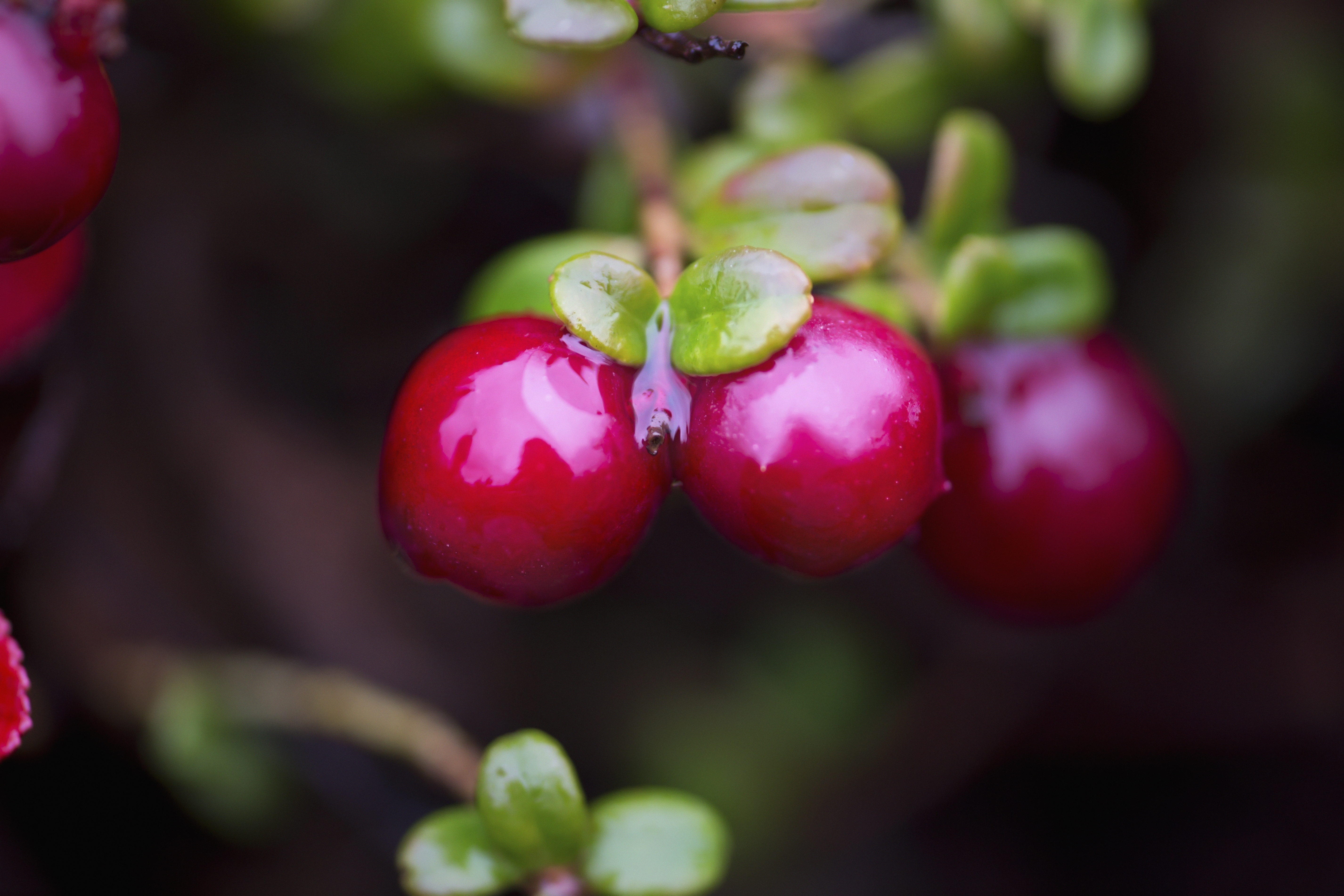 Cranberries could boost memory and prevent dementia, say University of