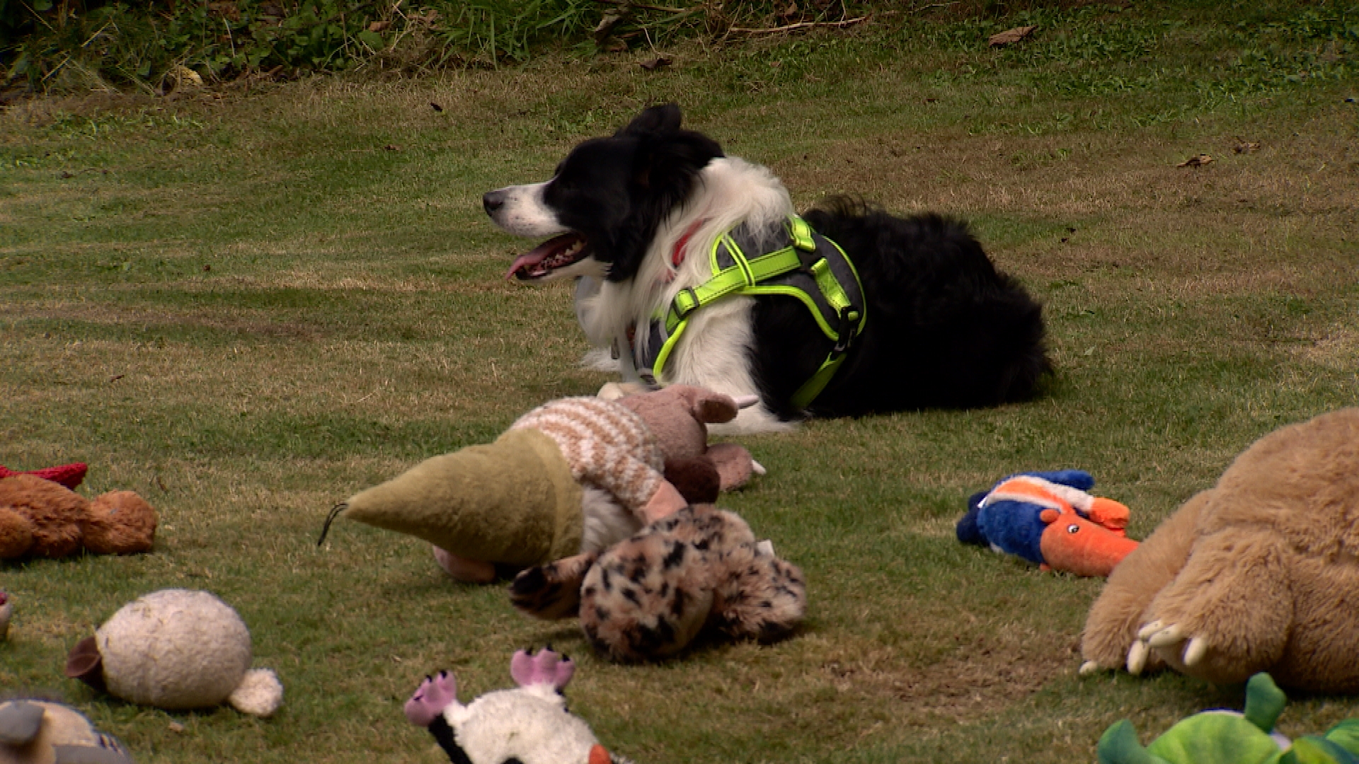 Meet the clever Collie from Guernsey who knows his toys' names ITV