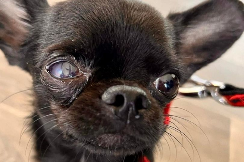 Blackpool: Family is 'heartbroken' after their loving pet chihuahua is  killed in vicious attack by 'unruly dogs' on Grange Park estate