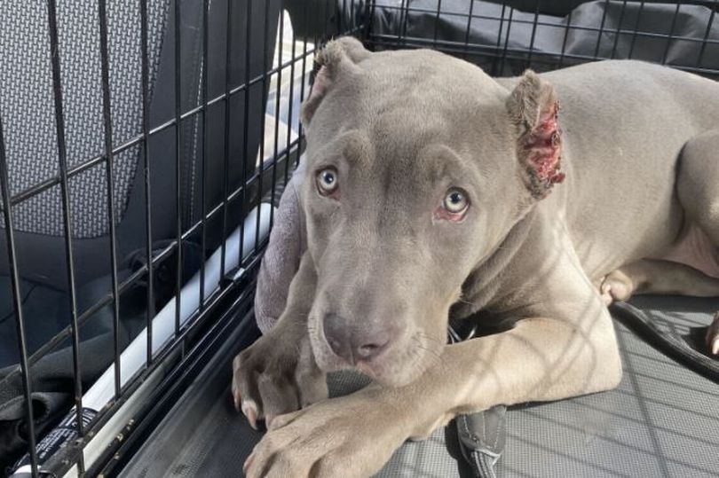 Weimaraner cheap cropped ears