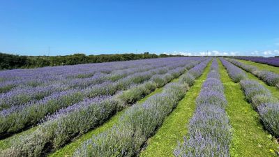 Lavender fields at Roskorwell