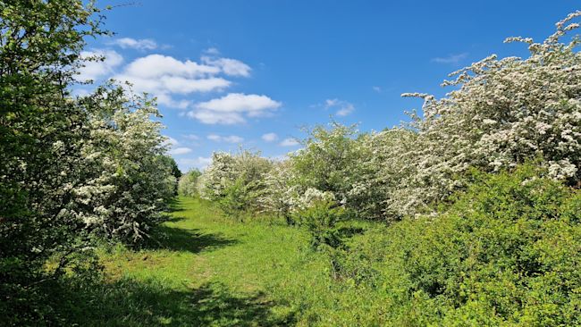 The former farm has been purchased by a Wildlife Trust to protect the rewilding site for nature.
Credit: Wildlife Trust for BCN