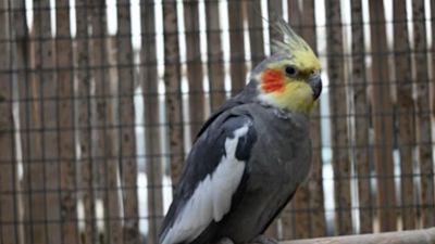 Escaped cockatiel from Norfolk PACT.
